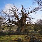 Kvilleken Eiche älteste und größter Baum Schwedens