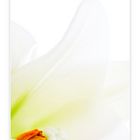 KW 35 - Lilienblüte