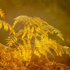 KW 42 - Goldener Herbst