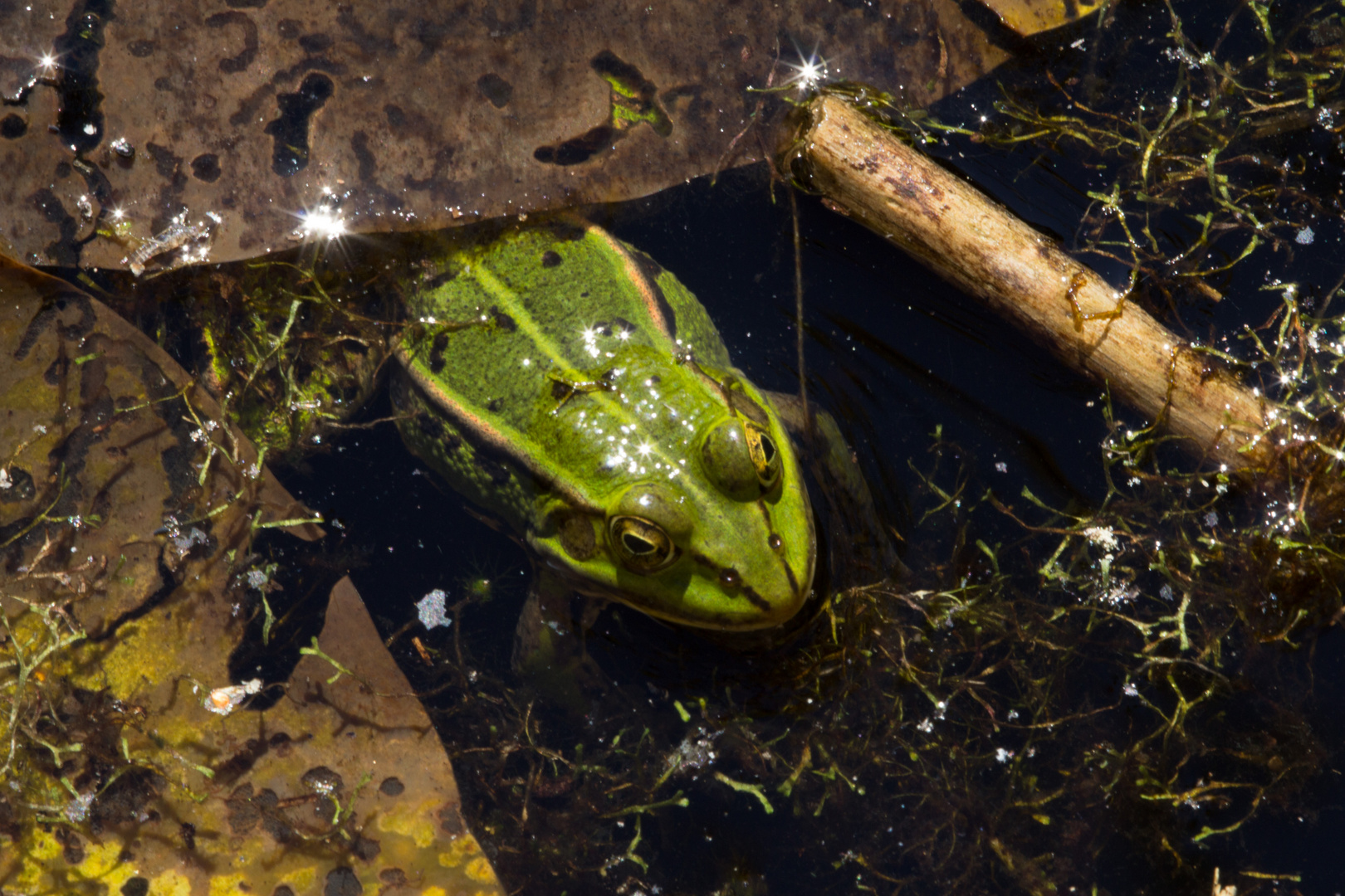 Kwaxi, der Frosch