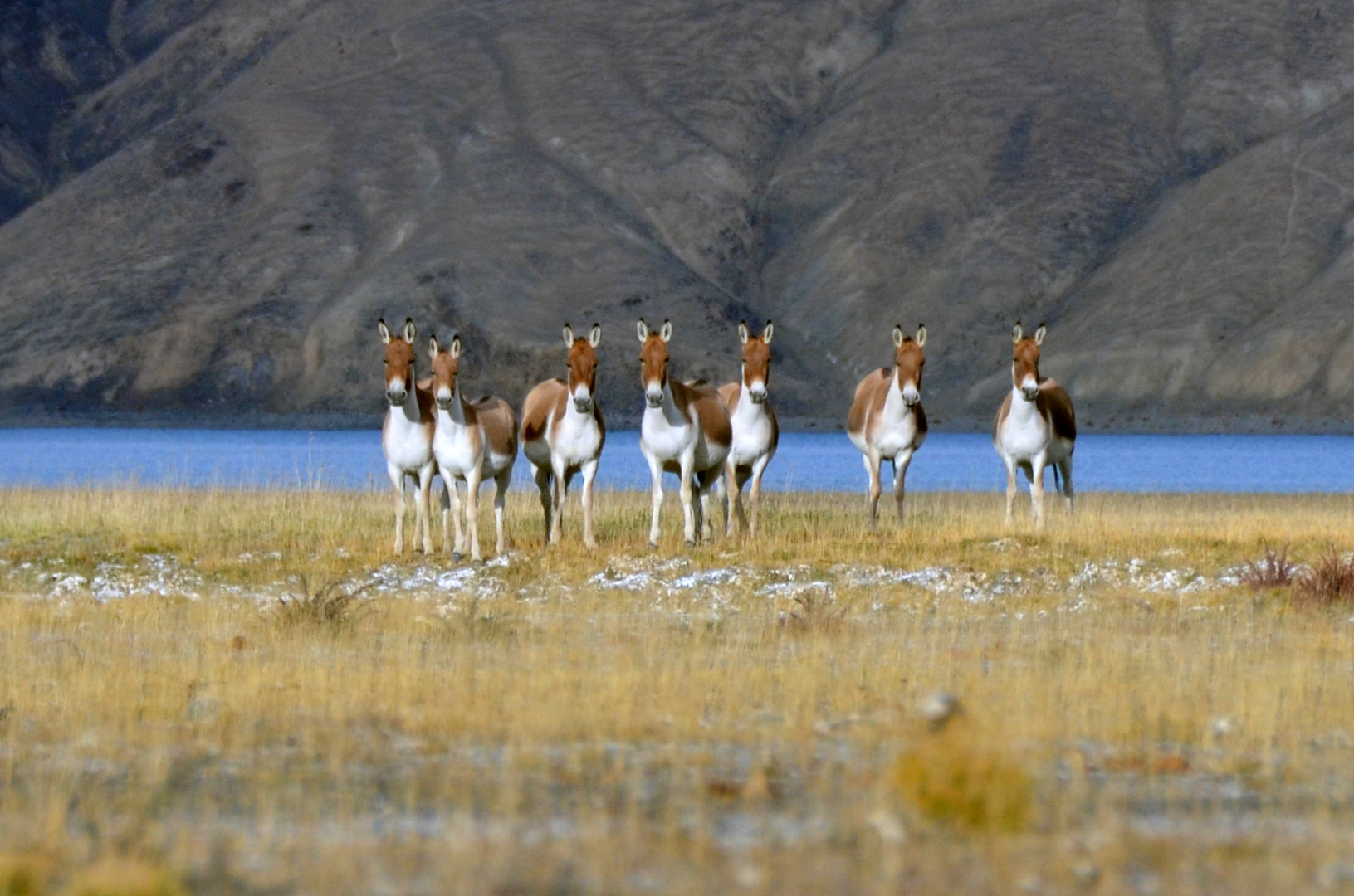 Kyangs / tibetische Wildesel am Tso Moriri, September 2013