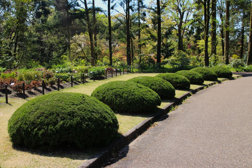 Kyoto Botanischer Garten.