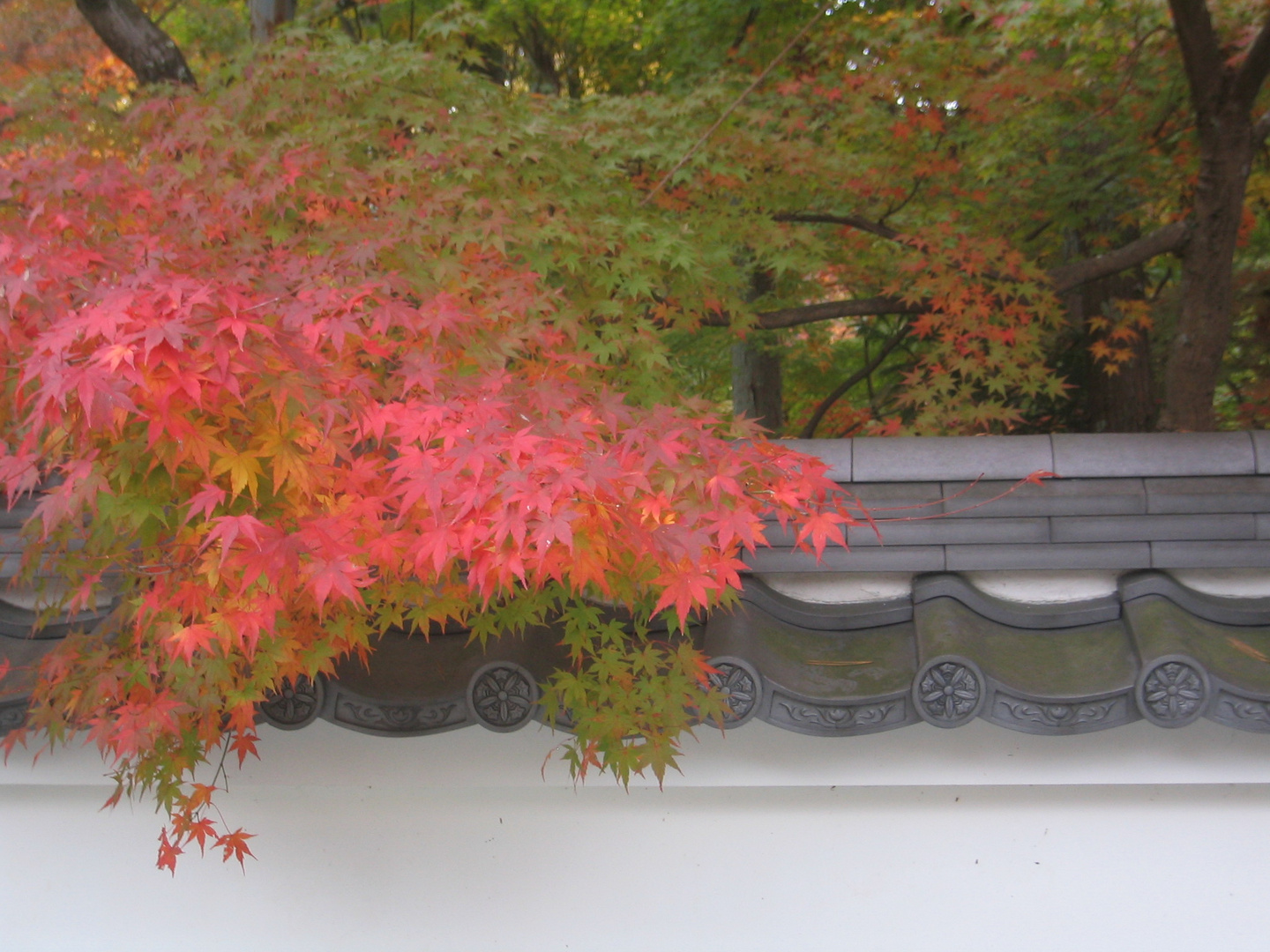 Kyoto - Japan - Die Mauer im Herbst