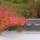 Kyoto - Japan - Die Mauer im Herbst