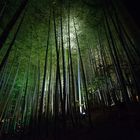 Kyoto Lightscape Spring 2013 - Kodaiji - Bambus-Hain