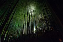 Kyoto Lightscape Spring 2013 - Kodaiji - Bambus-Hain