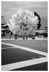 Kyoto - Maruyama Park