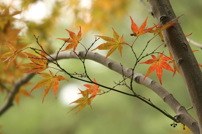 Kyoto, MOMIJI_ Herbstlaub im Heian Jingu Shrine Garten