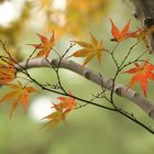 Kyoto, MOMIJI_ Herbstlaub im Heian Jingu Shrine Garten