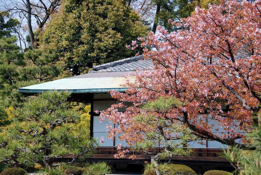 Kyoto - Nijo Castel