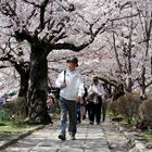 Kyoto - Philosophers Walk