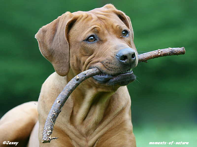 "Kyra", unsere Rhodesian Ridgeback - Dame