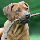 "Kyra", unsere Rhodesian Ridgeback - Dame