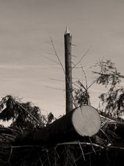 Kyrill 2 - Fallen Trees