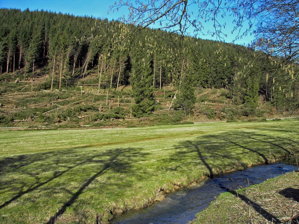 Kyrillschäden im Sauerland