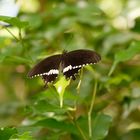 KZ7_2966_Schmetterling