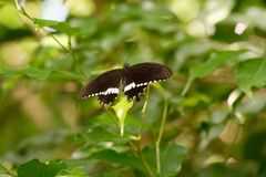 KZ7_2966_Schmetterling