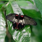 KZ7_3027_Schmetterling