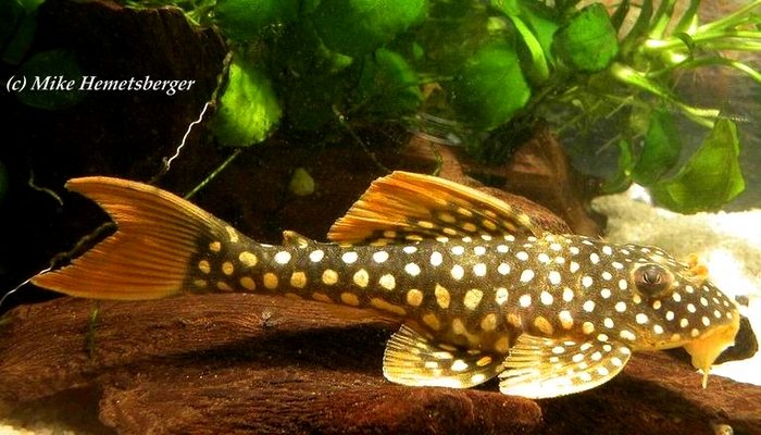 L-014 Scobinancistrus aureatus