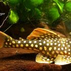 L-014 Scobinancistrus aureatus