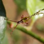 L-3 Nymphe der Braunen Randwanze (Gonocerus acuteangulatus)