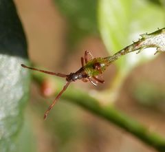 L-3 Nymphe der Braunen Randwanze (Gonocerus acuteangulatus)