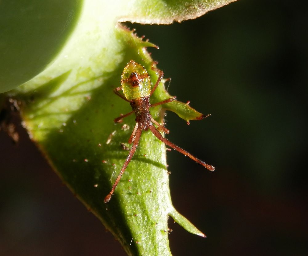 L-3 Nymphe der Braunen Randwanze (Gonocerus acuteangulatus)