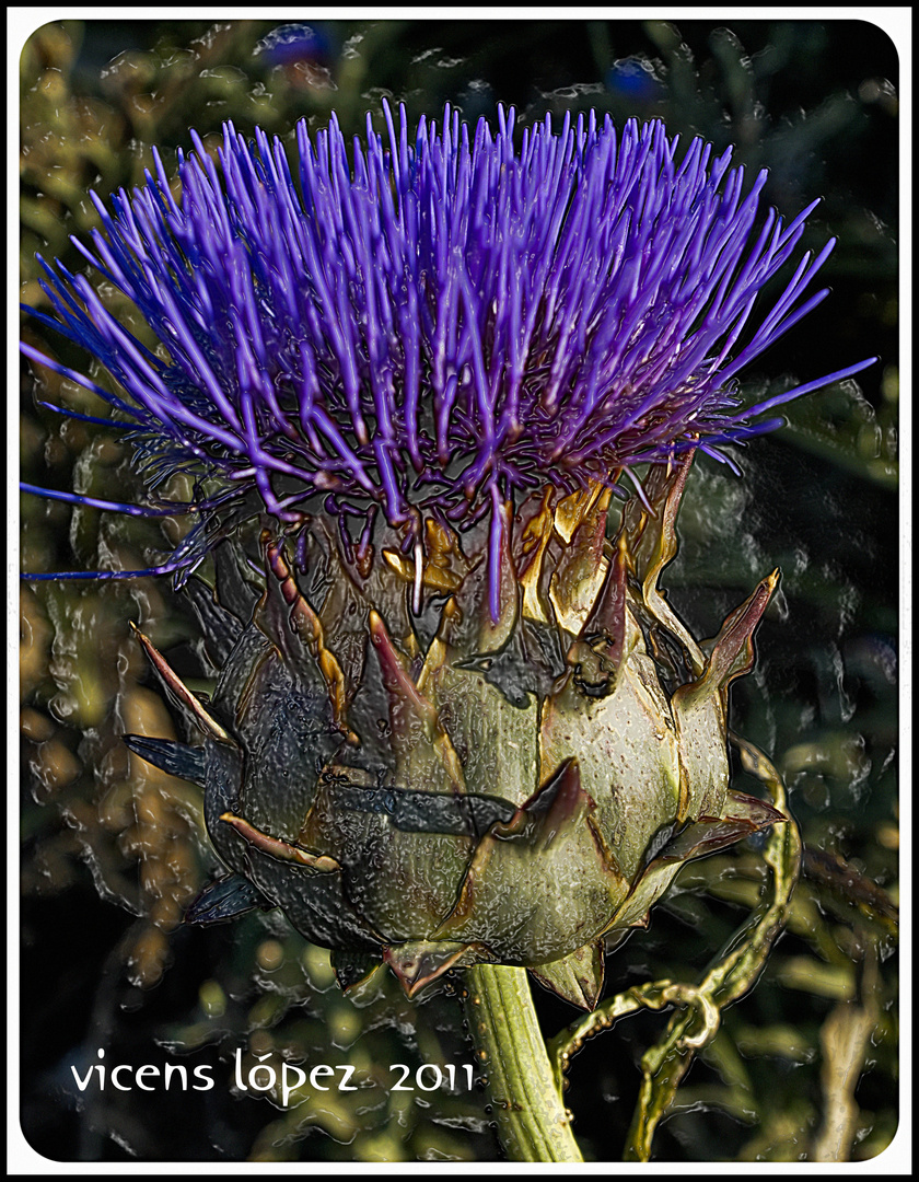 L A FLOR DE LA ALCACHOFA