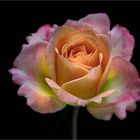 L A N D L U S T  - ( Stacking Bild ) 