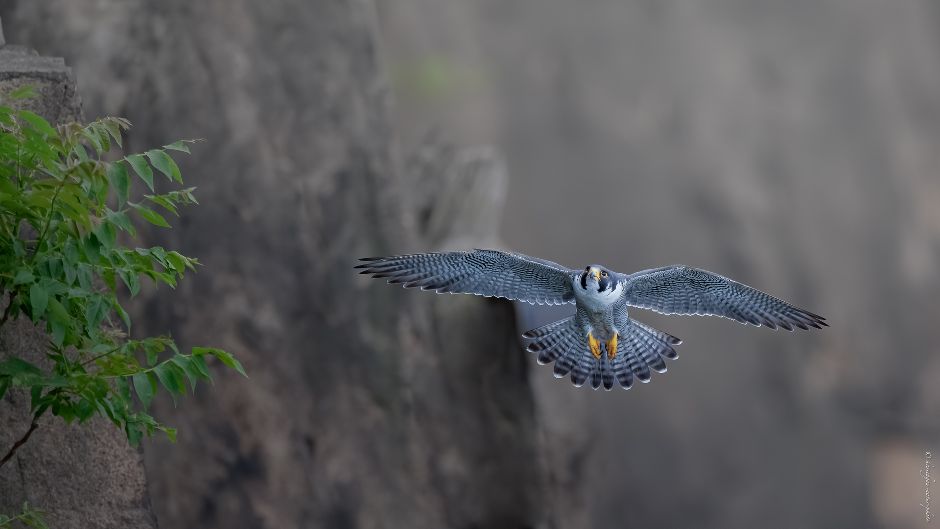 l ' a p p r o c h e . d u .  f a u c o n . d a n s . l a . p a r o i . r o c h e u s e 