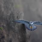 l ' a p p r o c h e . d u .  f a u c o n . d a n s . l a . p a r o i . r o c h e u s e 