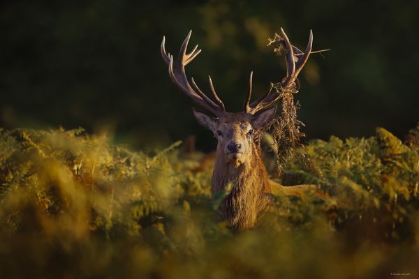 ] ] ]] L ’ A R T . D U .  C A M O U F L A G E [[ [ [ 