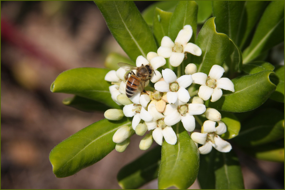 L' Abeille