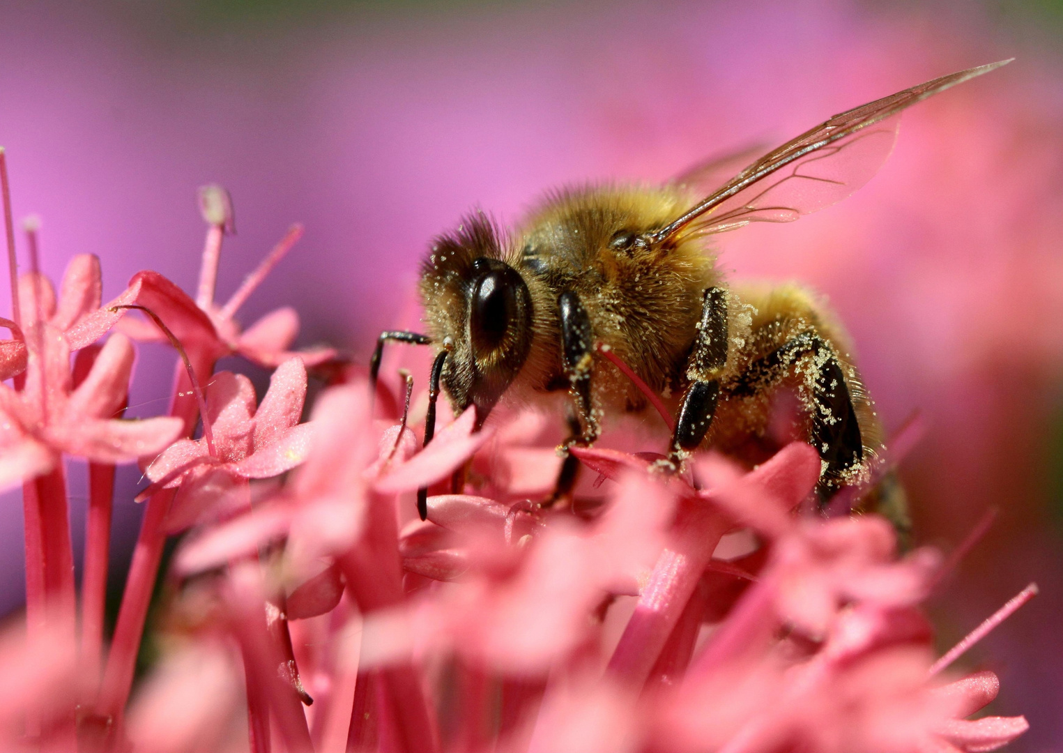 l' abeille