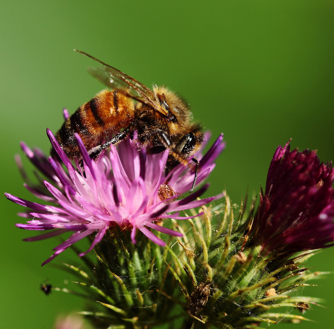 l' abeille