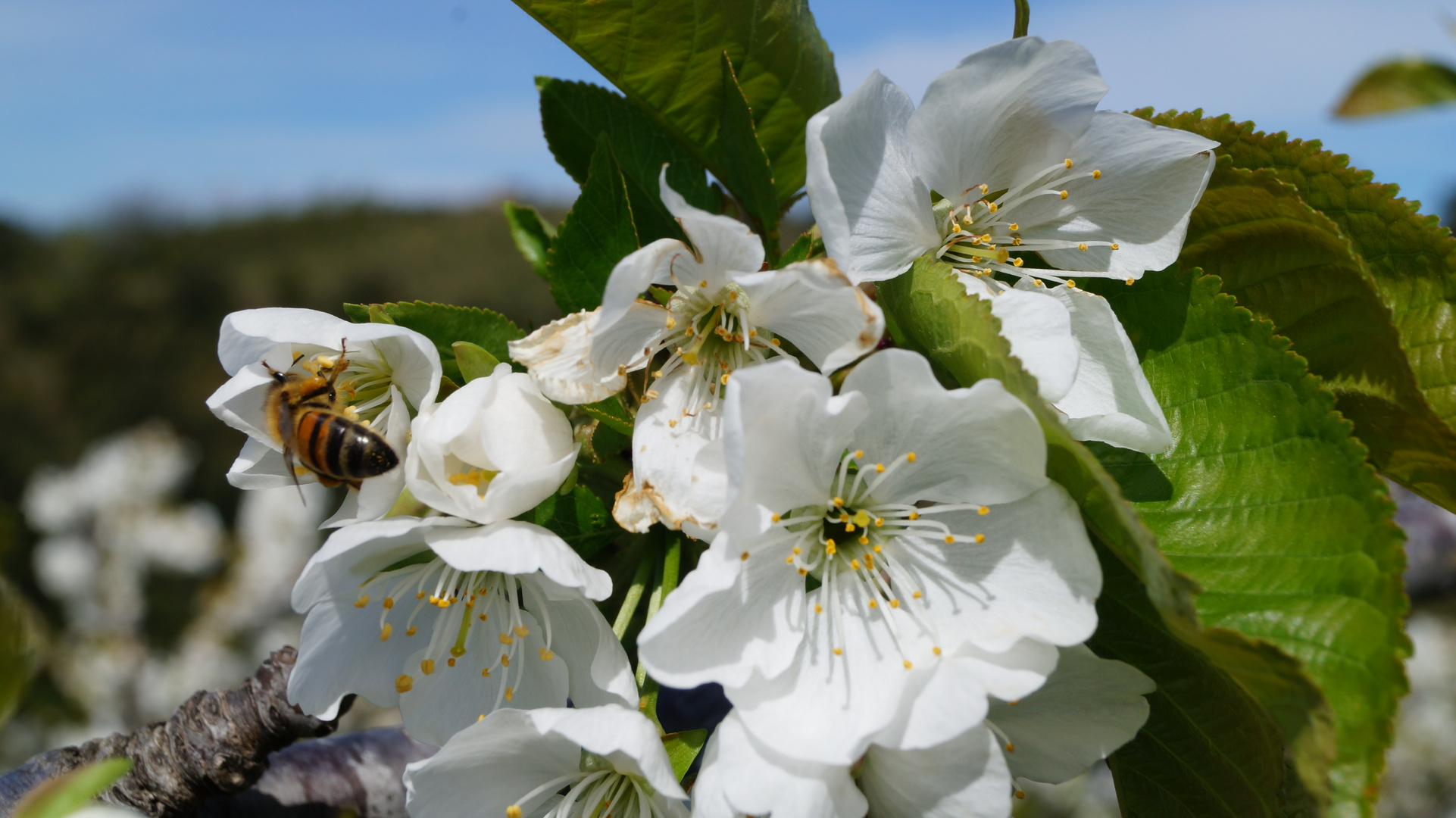 l abeille fait son travail