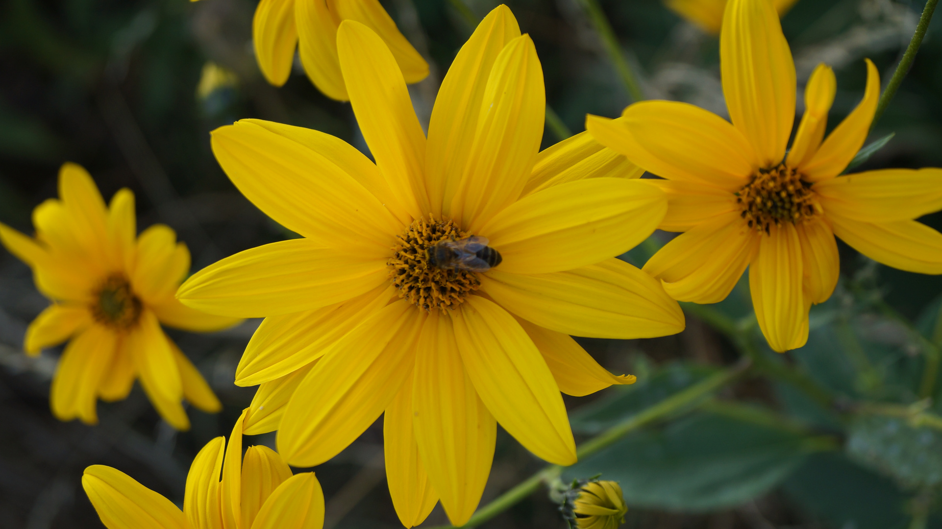 l abeille fait son travaille avand de rentre dans sa ruche pour du bon miel