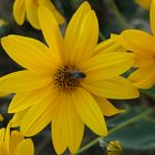 l abeille fait son travaille avand de rentre dans sa ruche pour du bon miel