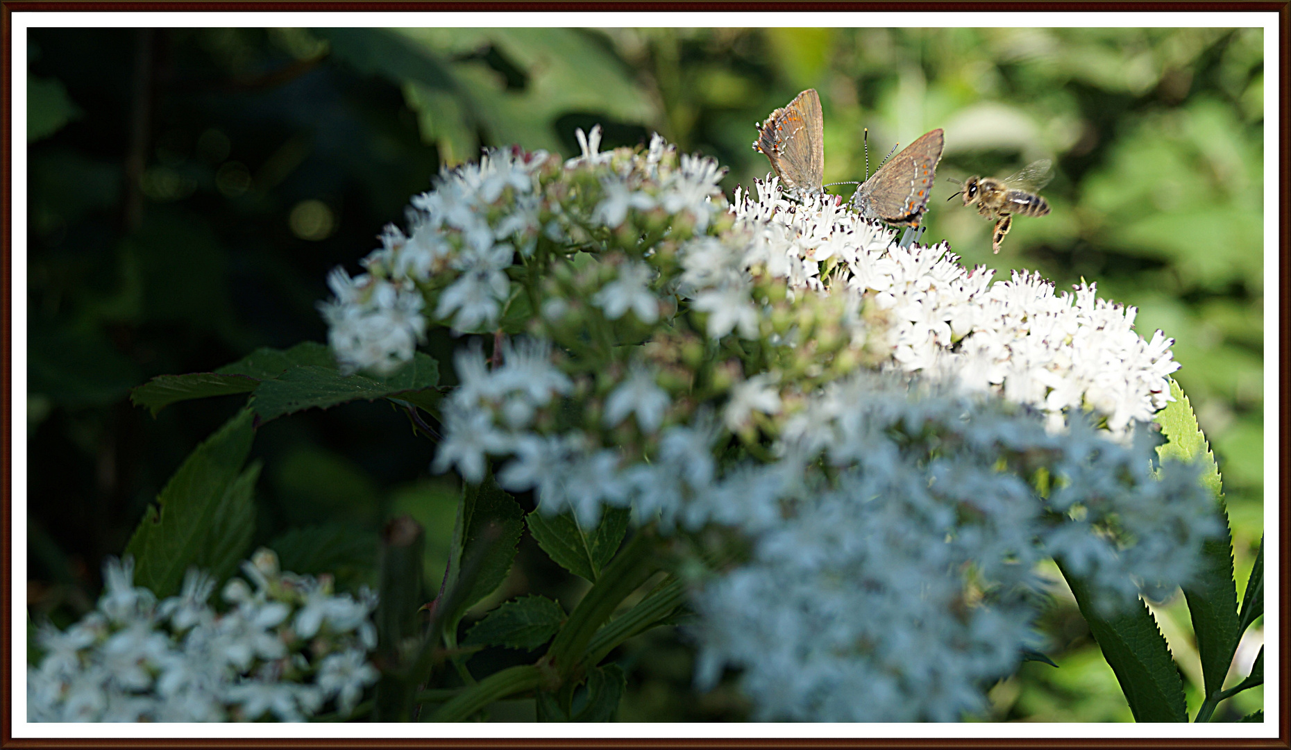 l abeille qui veux butiner le laurier thym