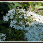 l abeille qui veux butiner le laurier thym