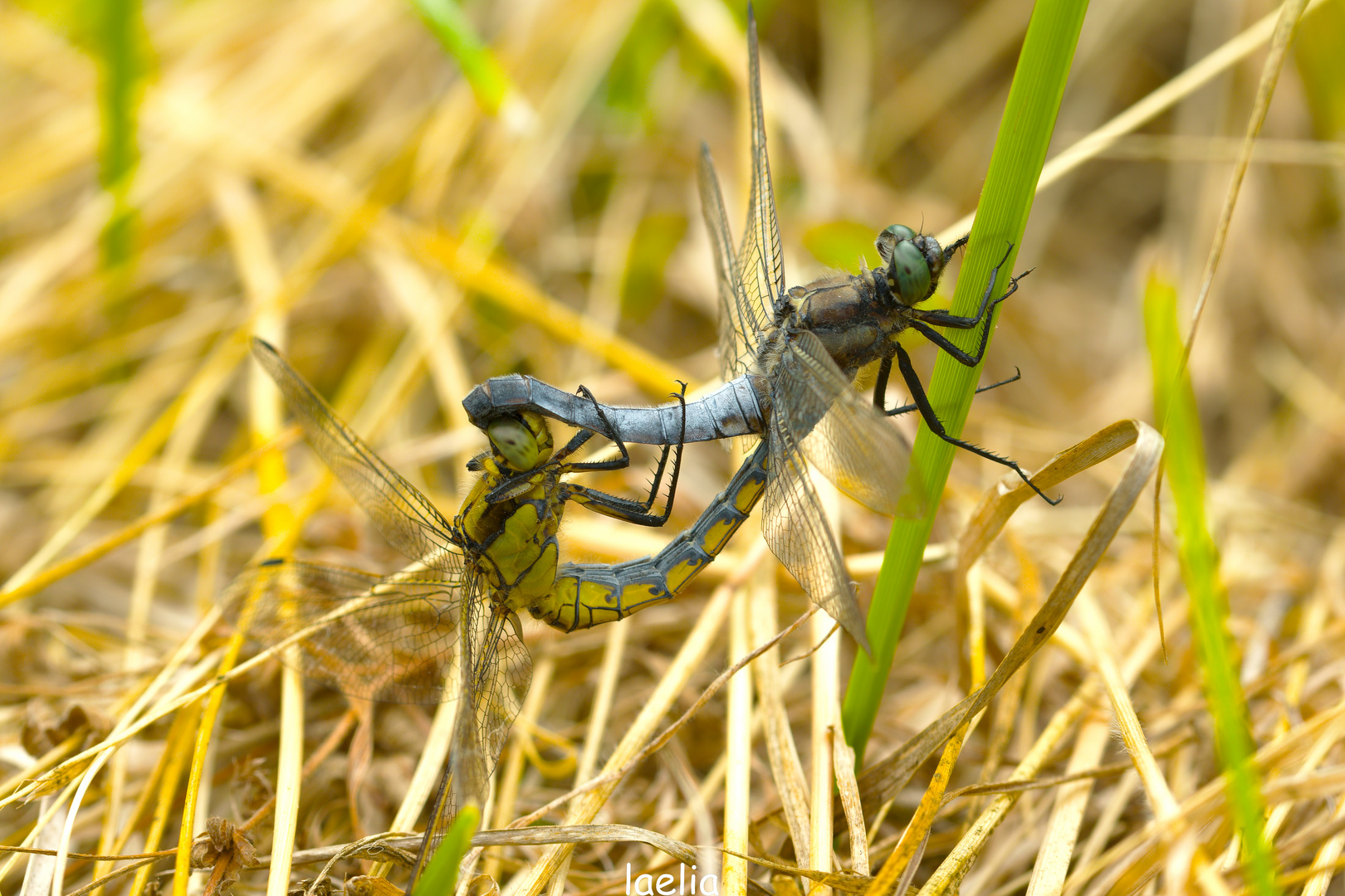 l accouplement ORTHERUM coerulescens
