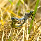 l accouplement ORTHERUM coerulescens