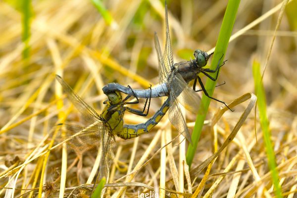 l accouplement ORTHERUM coerulescens