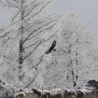 L' Aigle et le Givre mou...