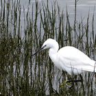 L' Aigrette garzette ou petit héron blanc