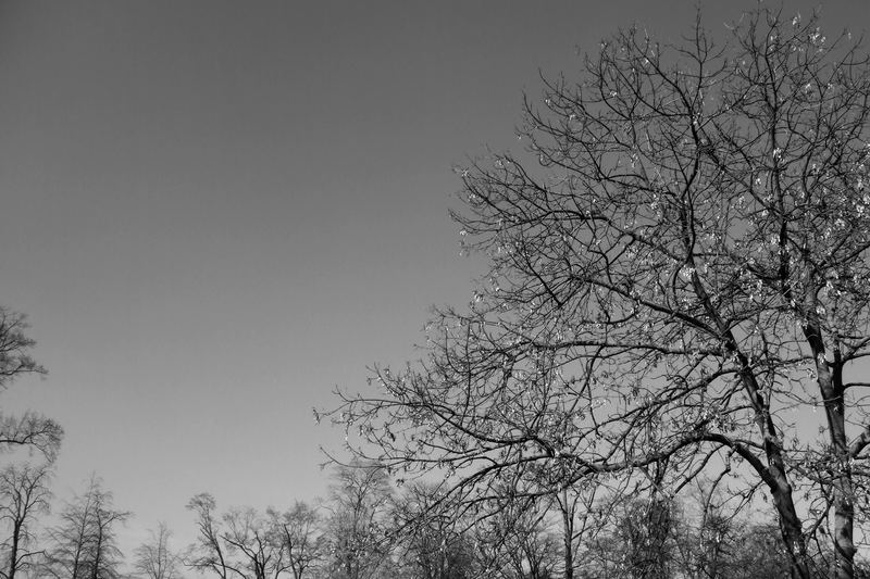 l' albero del cielo