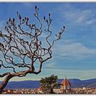 l albero fiorentino....