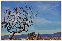 l albero fiorentino....