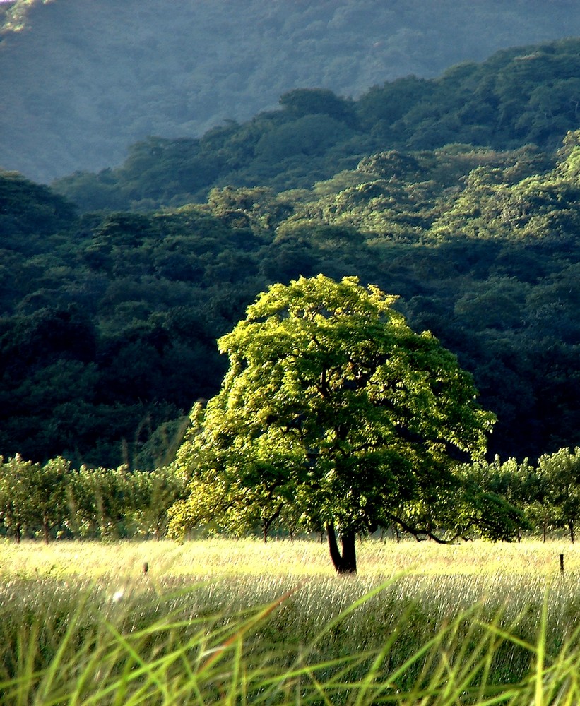 L' albero luminoso