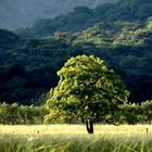 L' albero luminoso